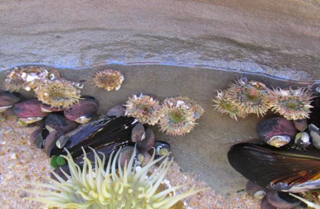 These itty bitty anemones were found clinging to the side of a hole. 