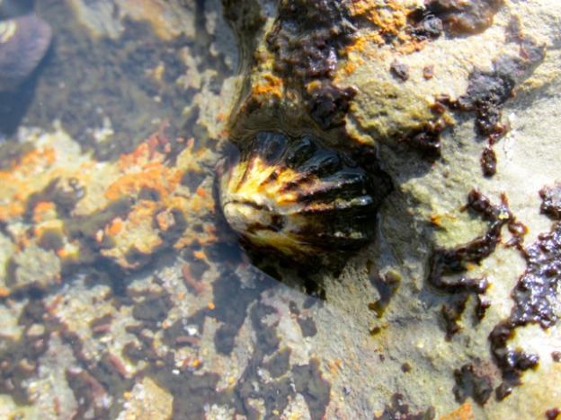 Limpets, a type of sea snail, are often mistaken for empty sea shells in the pools. 