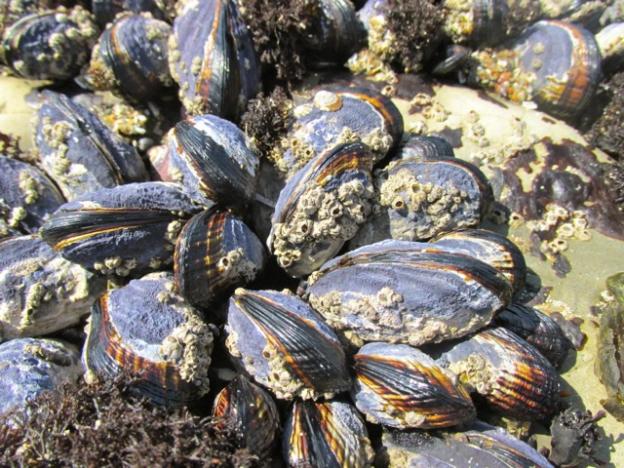 Mussels litter the rocks of the ocean's edge; careful not to step on them!