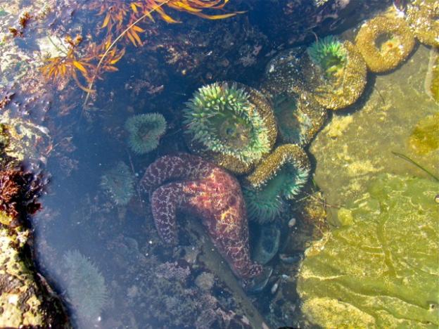 A sea star gets cozy next to some sea anemones in an intertidal pool. 