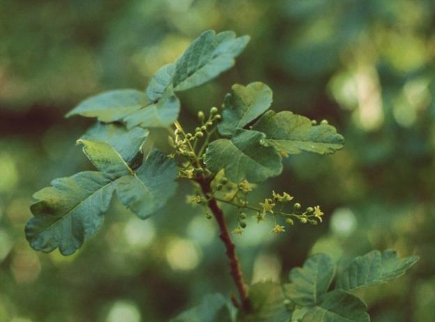We grudgingly admit that the flowers, which bloom in spring, are not hideous. Photo by Franz Xaver/Creative Commons