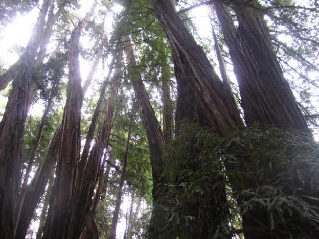 The Twisted Grove has a touch of the Mystery Spot to it. Hilltromper photo.