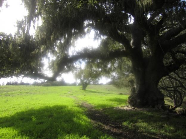 More coast live oak madness, this time up on Vernal Ridge Trail. Hilltromper photo.
