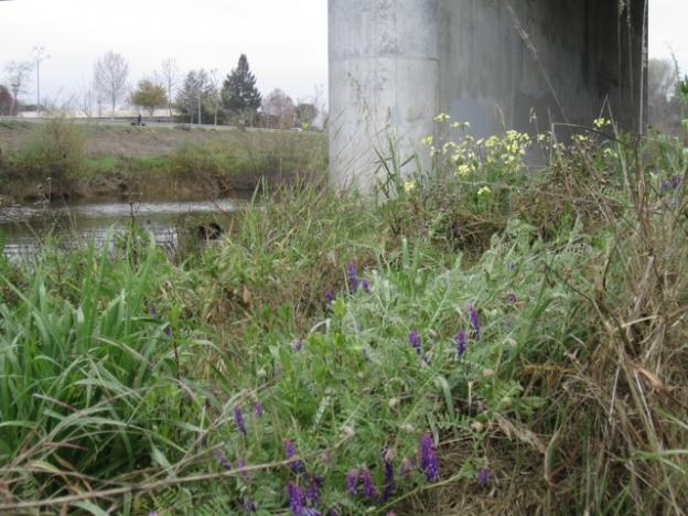 Wild vetch and mustard growing in the riparian zone beneath the bridge. Hilltromper photo.