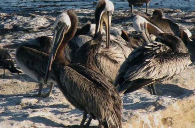 Pelicans can be seen up close from June through October.
