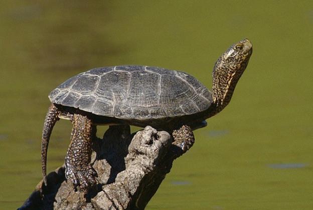 Western pond turtle photographed by Yathin S. Krishnappa