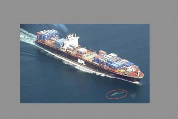 A container ship passes close to a whale. NOAA photo.