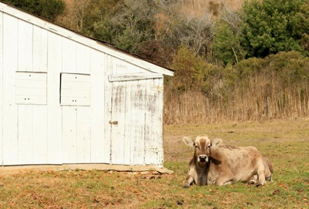 One of the residents of Wilder Ranch takes a load off. Photo credit: Carlie Statsky.