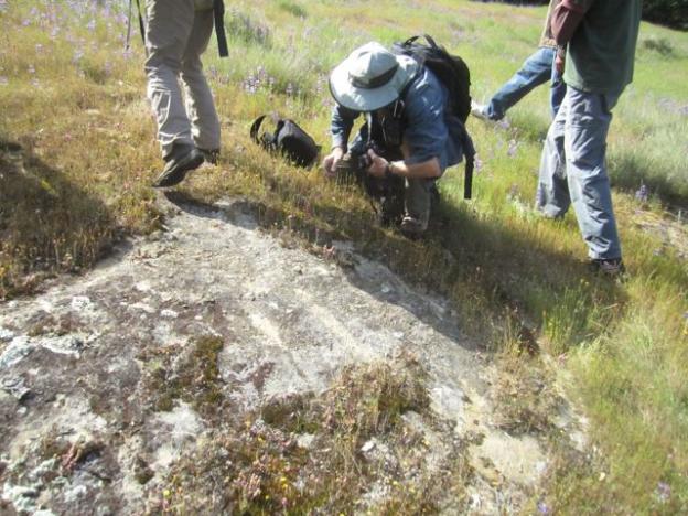 Inspecting the goods on a 2013 CNPS wildflower walk at Lucille's Court Meadow. Hilltromper photo.