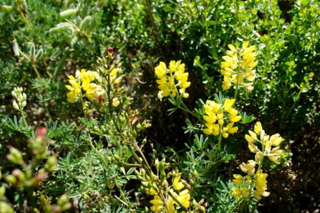 Radiant yellow lupine found along the trail.