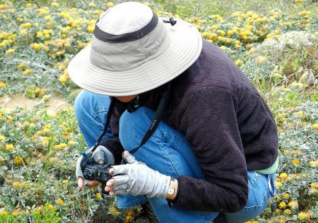 A botanist gets up close and personal with her quarry. Neal Kramer photo.