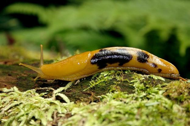 An "overripe" banana slug. Photo by Ben Stanfield/Creative Commons.