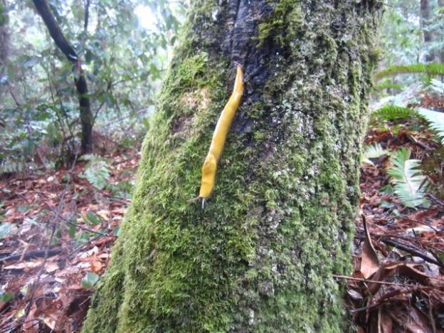 Banana slug, denizen of the redwood forest. Hilltromper photo.