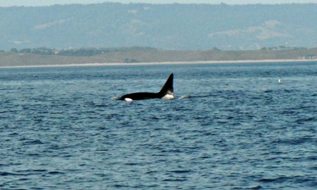 Fat Fin in all his glory. Photo by Hanae Armitage.