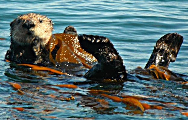 Curious sea otter wrapped in kelp. Photo by Hanae Armitage.