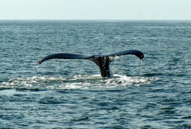 Whale tail! Photo by Hanae Armitage.
