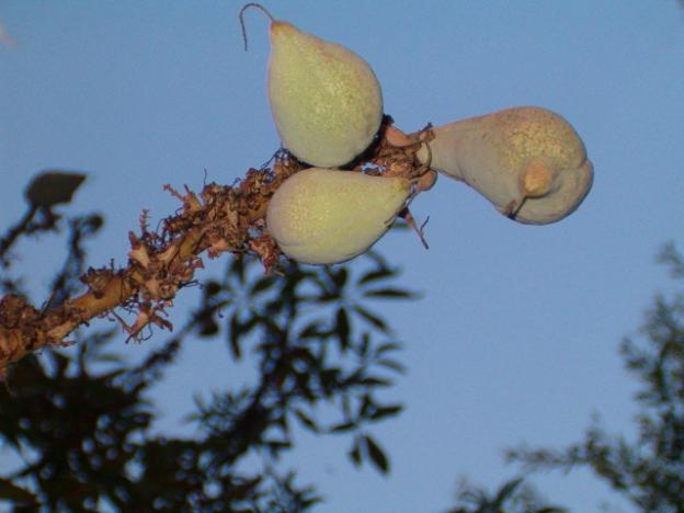 Buckeye fruit: not for the weak of stomach. Or fish, which buckeye was used to paralyze for easy gathering. Daniel Williford photo.
