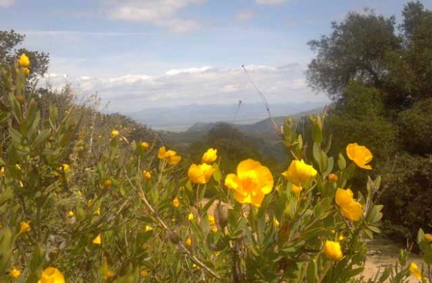 California Bush Poppies are abundant on Star Creek Ranch's sunny ridges.  