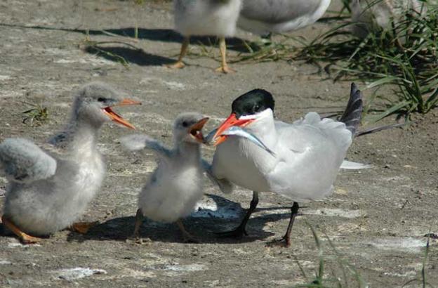 A Caspian tern feeds its chicks. Photo by David Craig.