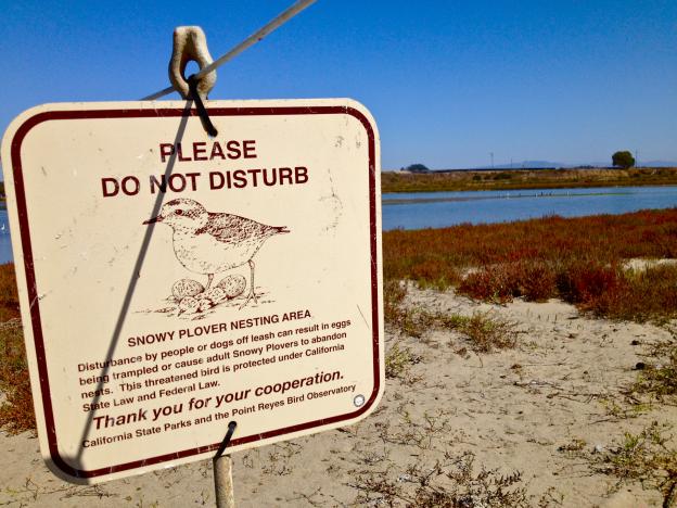 Snowy plover nesting areas are off-limits. Photo by Maria Grusauskas.