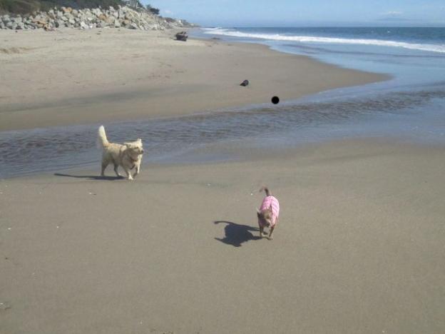 Rocko and Moose (not their actual names) at Corcoran Lagoon Beach, site of a proposed dog beach. Hilltromper photo.