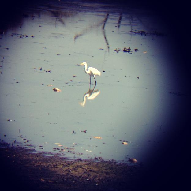 A great egret plucks a treasure from the slough. Photo by Maria Grusauskas.