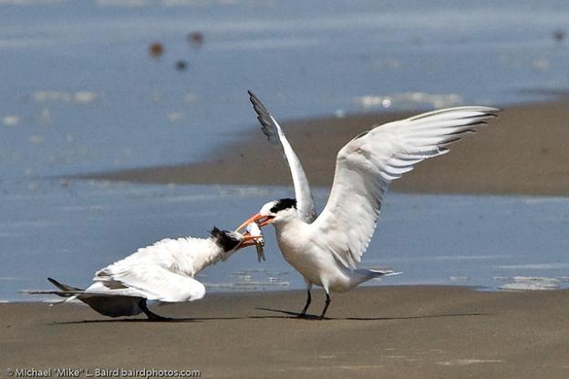 An elegant tern feeds a nearly-fledged youngster. Photo by Michael "Mike" L. Baird.