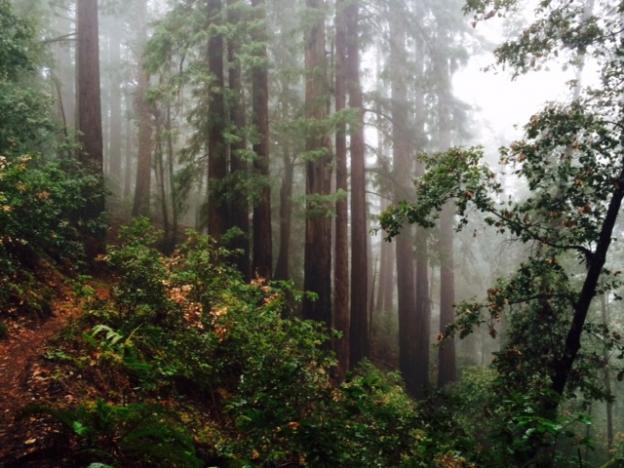 Redwood forests sequester three times as much carbon as other forests.  Hilltromper photo.
