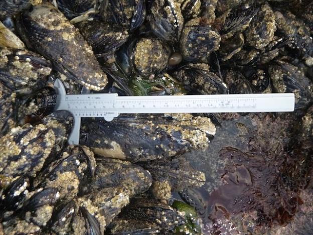 These calipers were used to measure the width of mussels and the depth of the mussel bed. Photo courtesy Monica Moritsch
