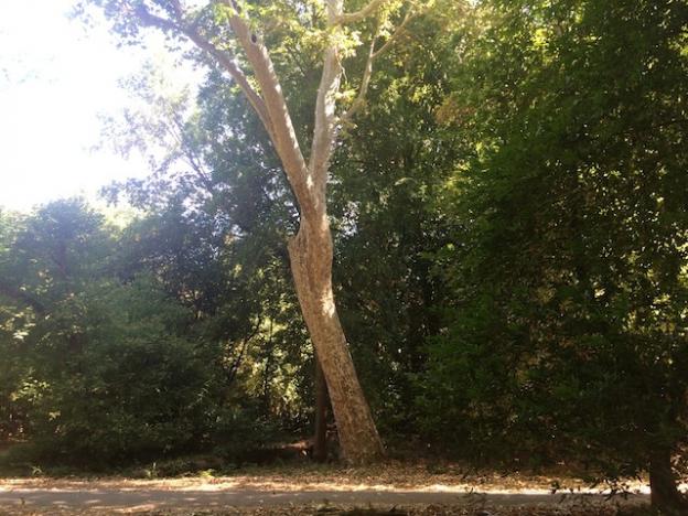 This tree near the group picnic area off Meadow Trail shows off the striking white bark of the mature Western sycamore. Hilltromper photo.
