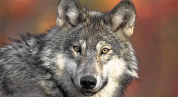 OR-7 gives his best "Blue Steel" look. Photo by Gary Kramer from Fish & Wildlife Svc. 