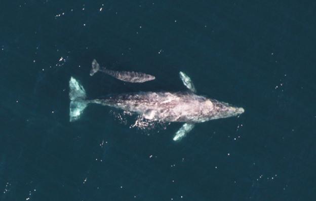 Aerial view of gray whale and calf off the coast of California. Photo by NOAA.