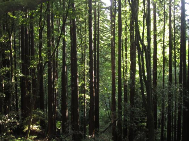 A thick stand of young redwoods against sunlit leaves. Photo by Hilltromper.