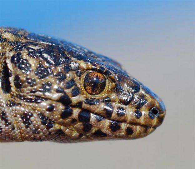 Island Night Lizard. Photo courtesy of US Navy. 