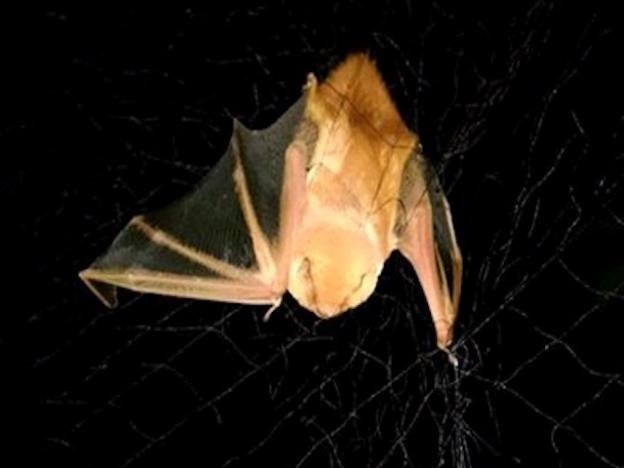 This Western Red Bat is caught in a mist net. Photo credit: Marm Kilpatrick