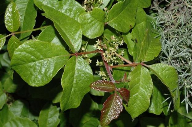 Another view of inflorescence. Photo by Lawrence M. Kelly.