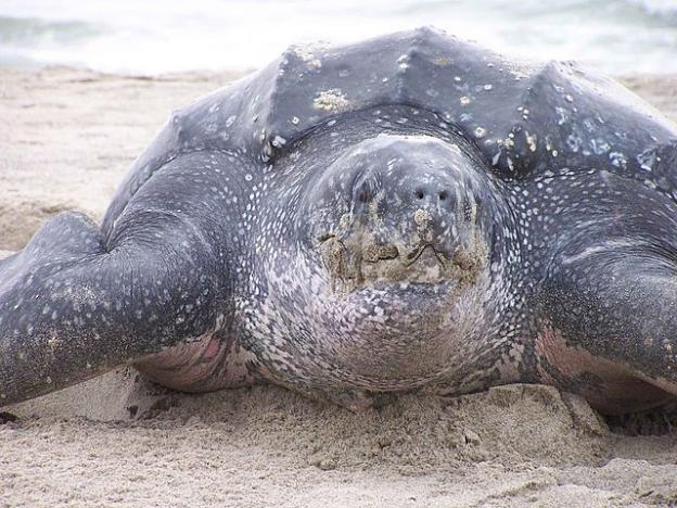 The leatherback remains virtually unchanged since its first appearance on Earth 70 million years ago. Public domain photo.