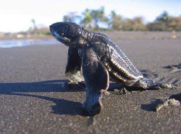 A leatherback hatchling stretches its flippers on the coast of Costa Rica. Photo by frontierofficial on Flickr (cropped).