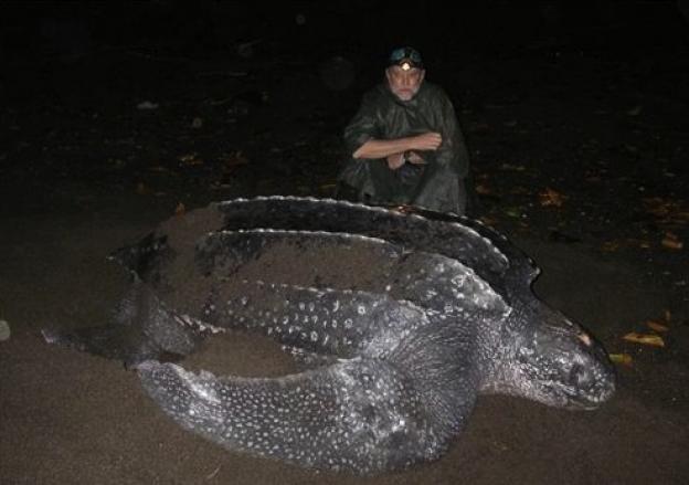 A female nesting in the Solomon Islands. Leatherbacks are the largest sea turtles in the world. NOAA photo.
