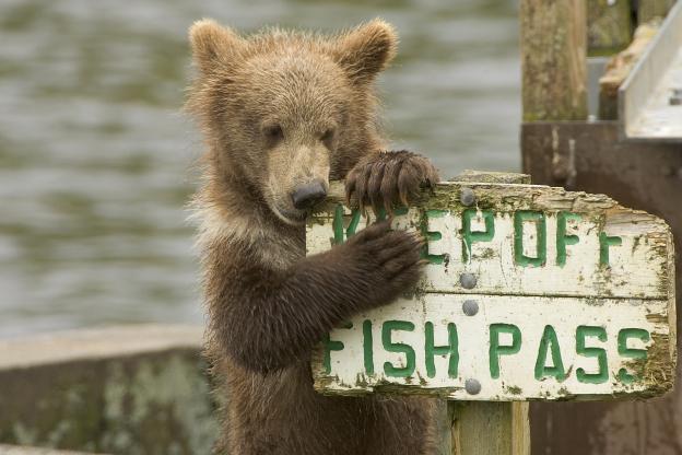 Calling all cub reporters! A Hilltromper internship is an extremely glamorous affair.