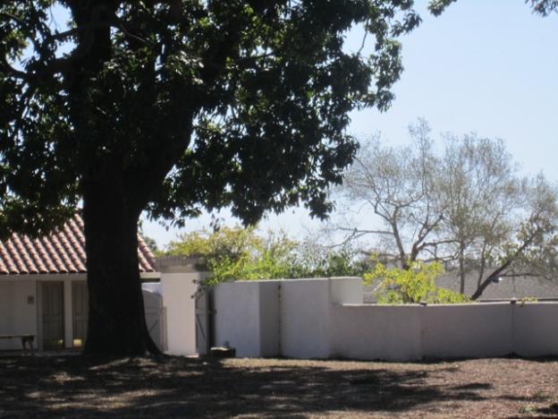 The Santa Cruz Mission State Historic Park's avocado tree may be the oldest in California. Hilltromper photo.