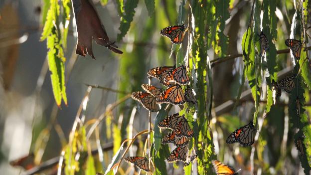 Santa Cruz is one of four sites in California that host monarchs during the winter.