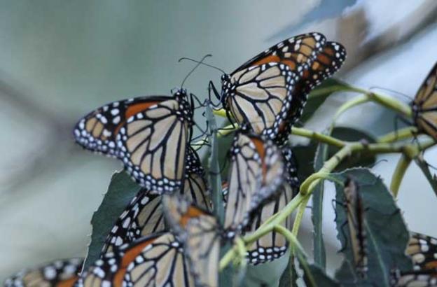 Monarch butterflies began returning to Natural Bridges in September.