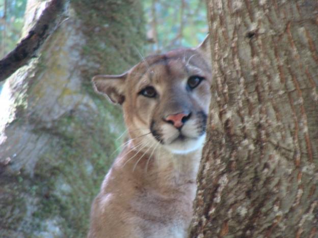 Scientists rely on the puma's instinct to escape predators—few though they may be—by running up a tree.  Photo courtesy Troy Collinsworth.