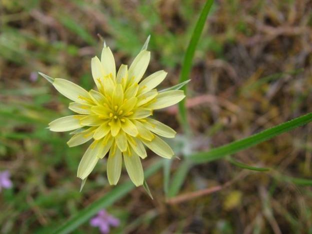 Yellow mountain dandelion near Panoche Valley. Photo by Al Frisby.
