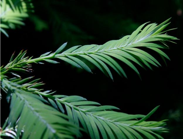 6. The familiar local redwood tree has an official Latin name, 'sequoia sempervirens,' meaning 'sequoia always green.' (More below.) Photo by www.nwplants.com / Creative Commons. 