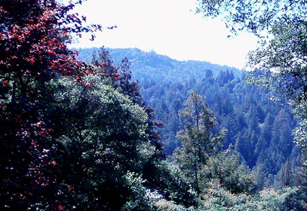 The view from the studio at The Oak Grove. Photo courtesy the poet.