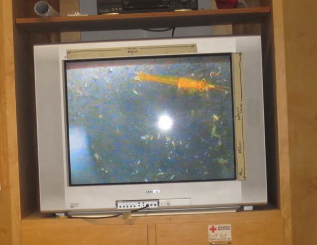 In the classroom, the seawater sample is shown on a screen. That's a brine shrimp -- better known to some as a "sea monkey."