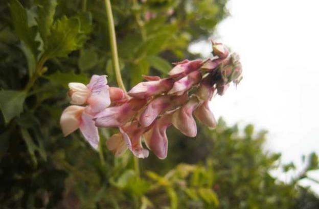 A particularly pretty Pacific pea. 