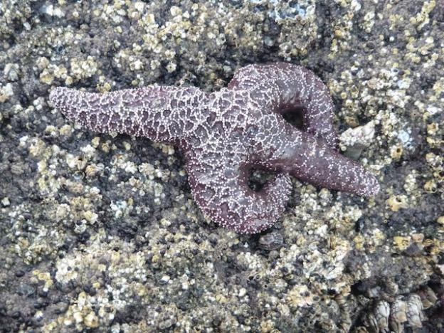 The ochre sea star has lost an arm to sea star wasting syndrome. Photo courtesy Monica Moritsch